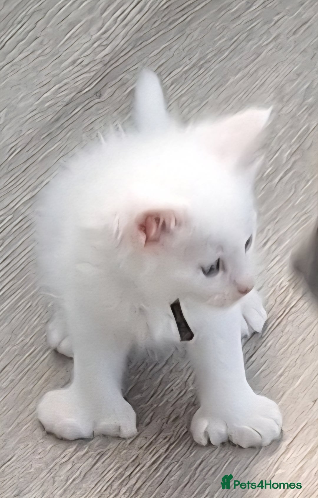 Maine Coon cats for sale: Mainecoon kittens some Polydactyl  - Image 9