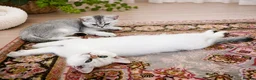 British Shorthair cats for sale: BSH GCCF , silver chinchilla & colour point Boys - Advert 1