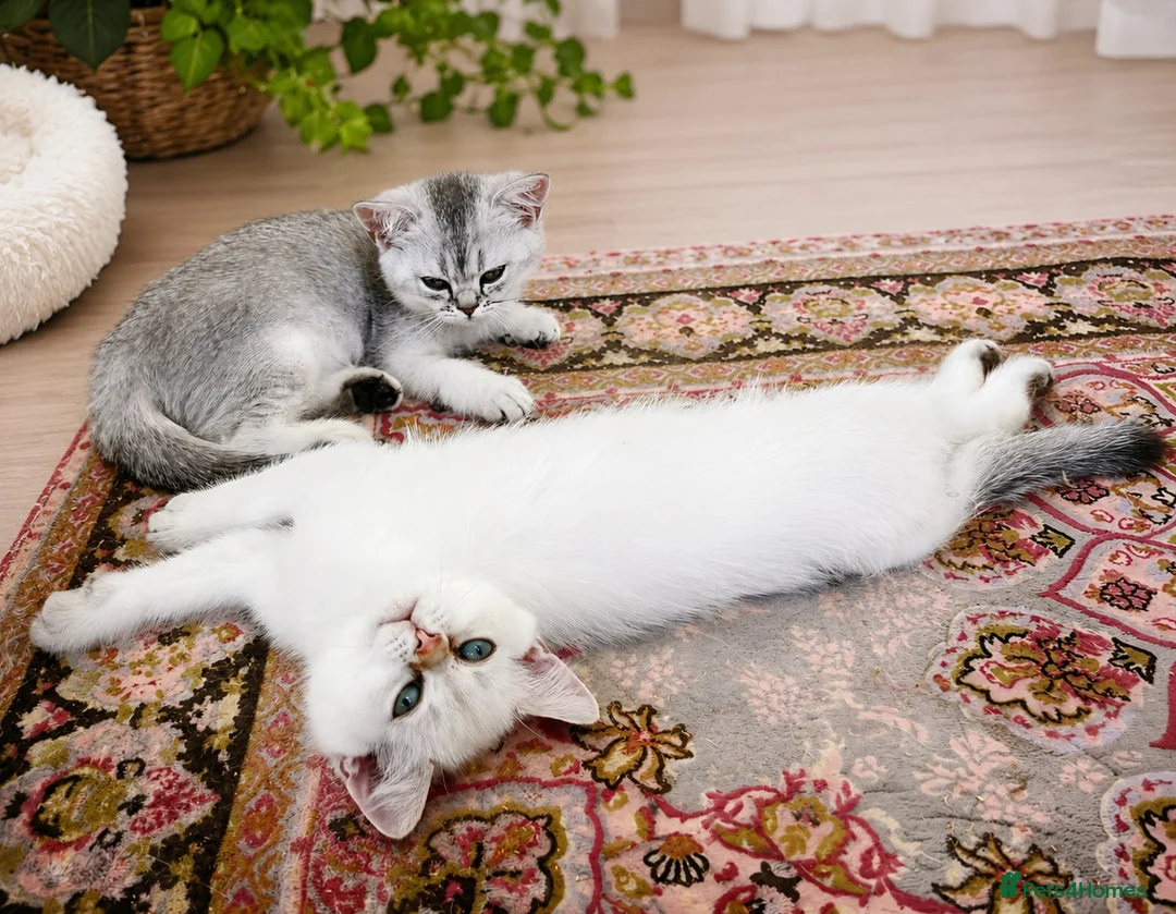 British Shorthair cats for sale: BSH GCCF , silver chinchilla & colour point Boys - Advert 1