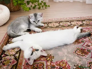 British Shorthair cats BSH GCCF , silver chinchilla & colour point Boys - Advert 5