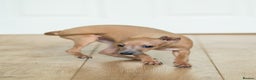 Italian Greyhound dogs for sale: Beautiful Italian greyhounds  - Advert 5