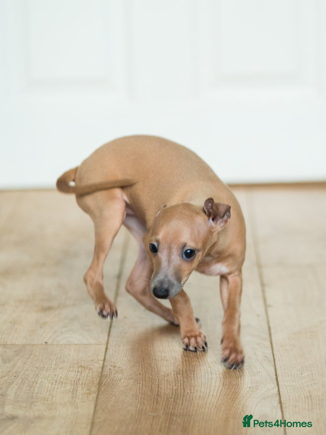 Italian Greyhound dogs for sale: Beautiful Italian greyhounds  - Advert 5