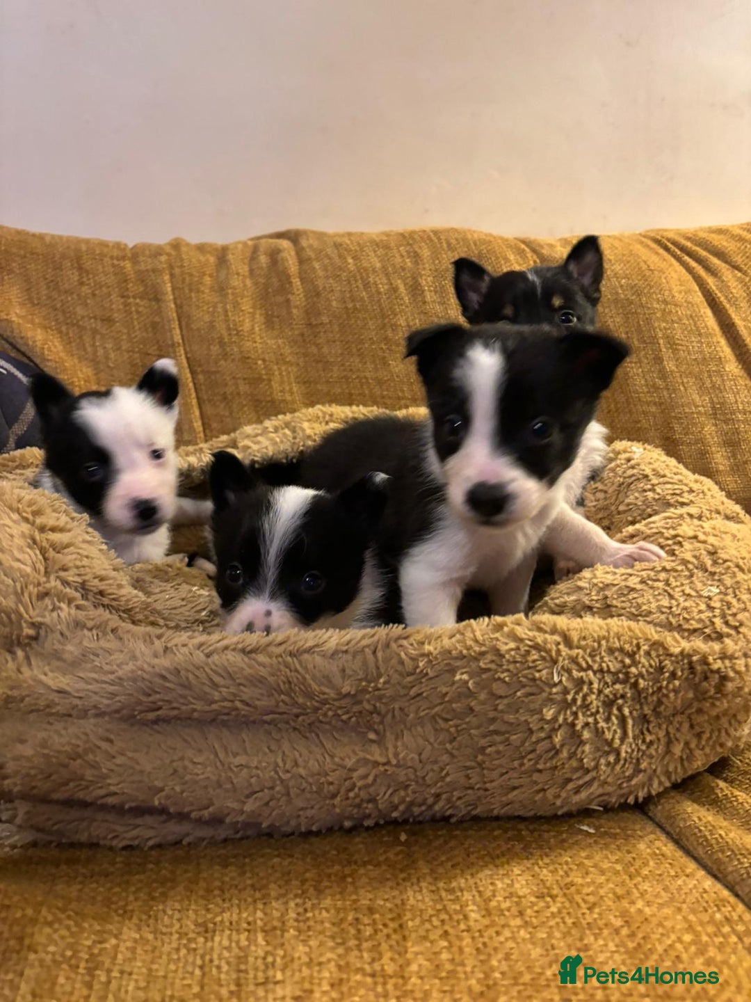 Border Collie dogs for sale: Stunning puppies. Parents health tested - Advert 9