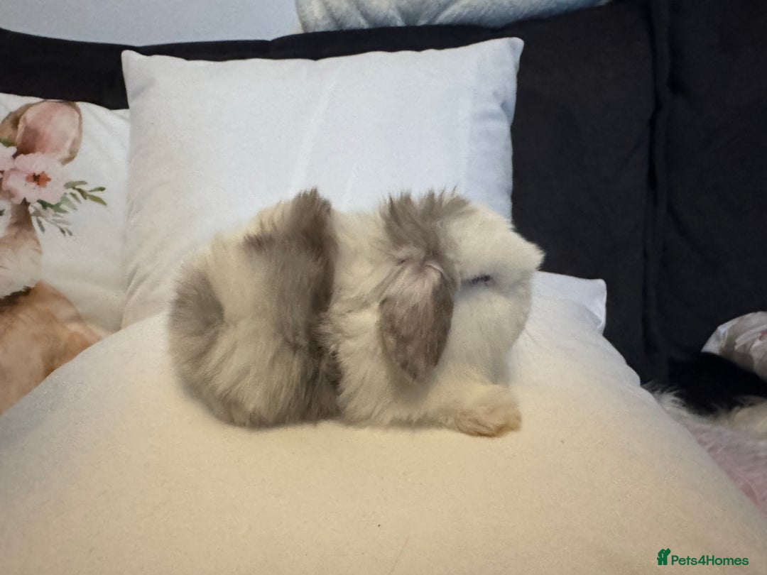 Mini Lop rabbits for sale: Pedigree Mini Lops - Advert 3