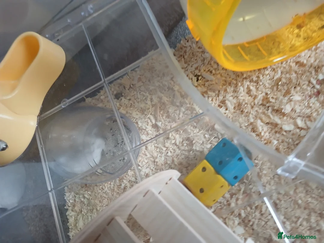 Hamster rodents for sale: Dwarf hamster - Advert 5
