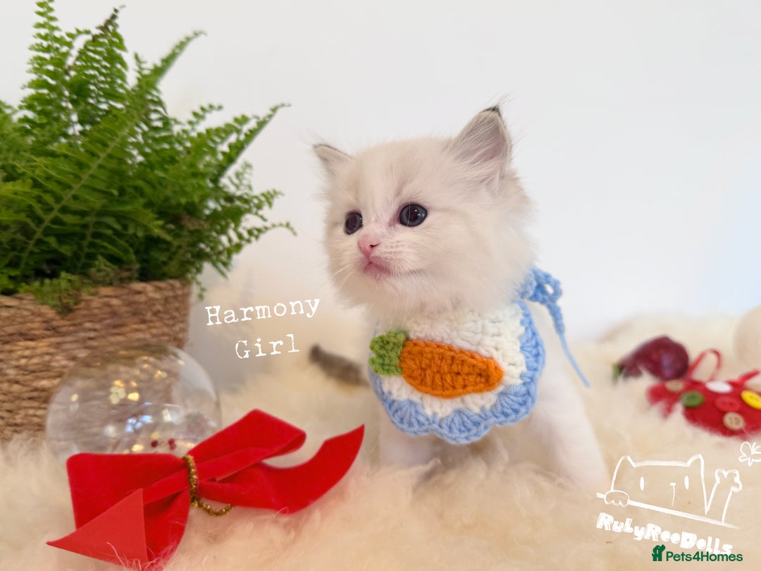 Ragdoll cats for sale: 🌟DNA Test🏆GCCF/TICA Championship Ragdoll Kitten - Advert 6