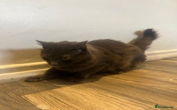 British Longhair cats for sale: British blue long hair - Image 5