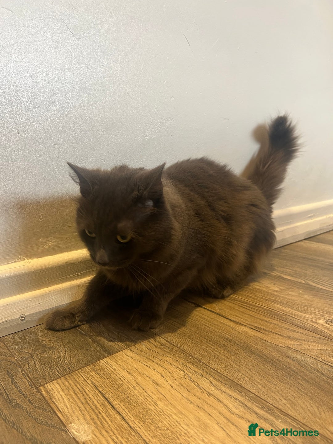 British Longhair cats for sale: British blue long hair - Image 5