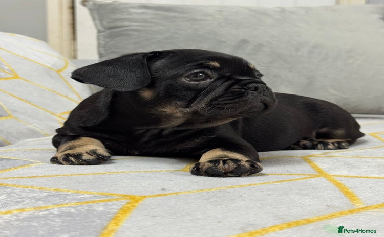 French Bulldog dogs - Advert 5