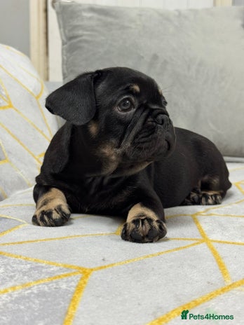 French Bulldog dogs - Advert 10