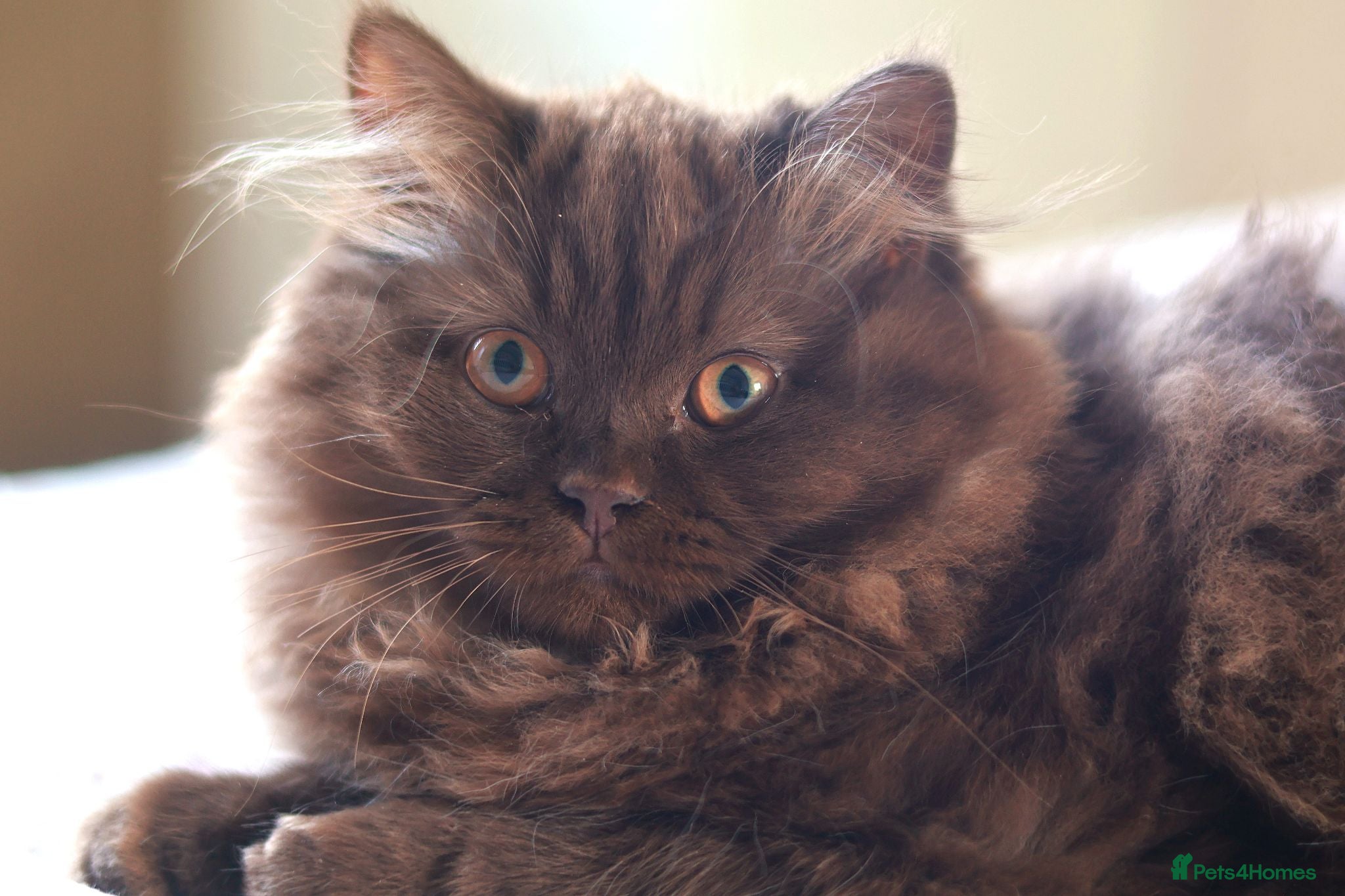 British Longhair cats Stunning Males TICA Reg - Advert 2