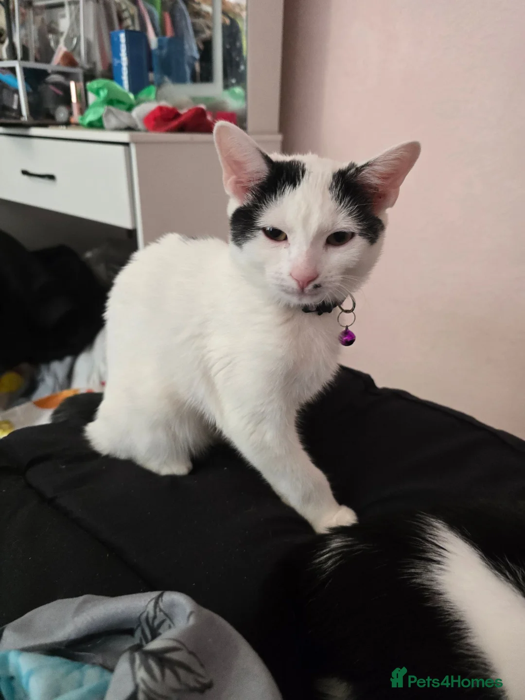 British Shorthair cats for sale: Lovely white kitten with black tail  in Corby - Advert 1