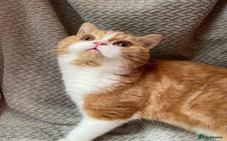 British Shorthair cats for sale: Older rare goldens n c/points 🐱   in Ashton-under-Lyne - Advert 2