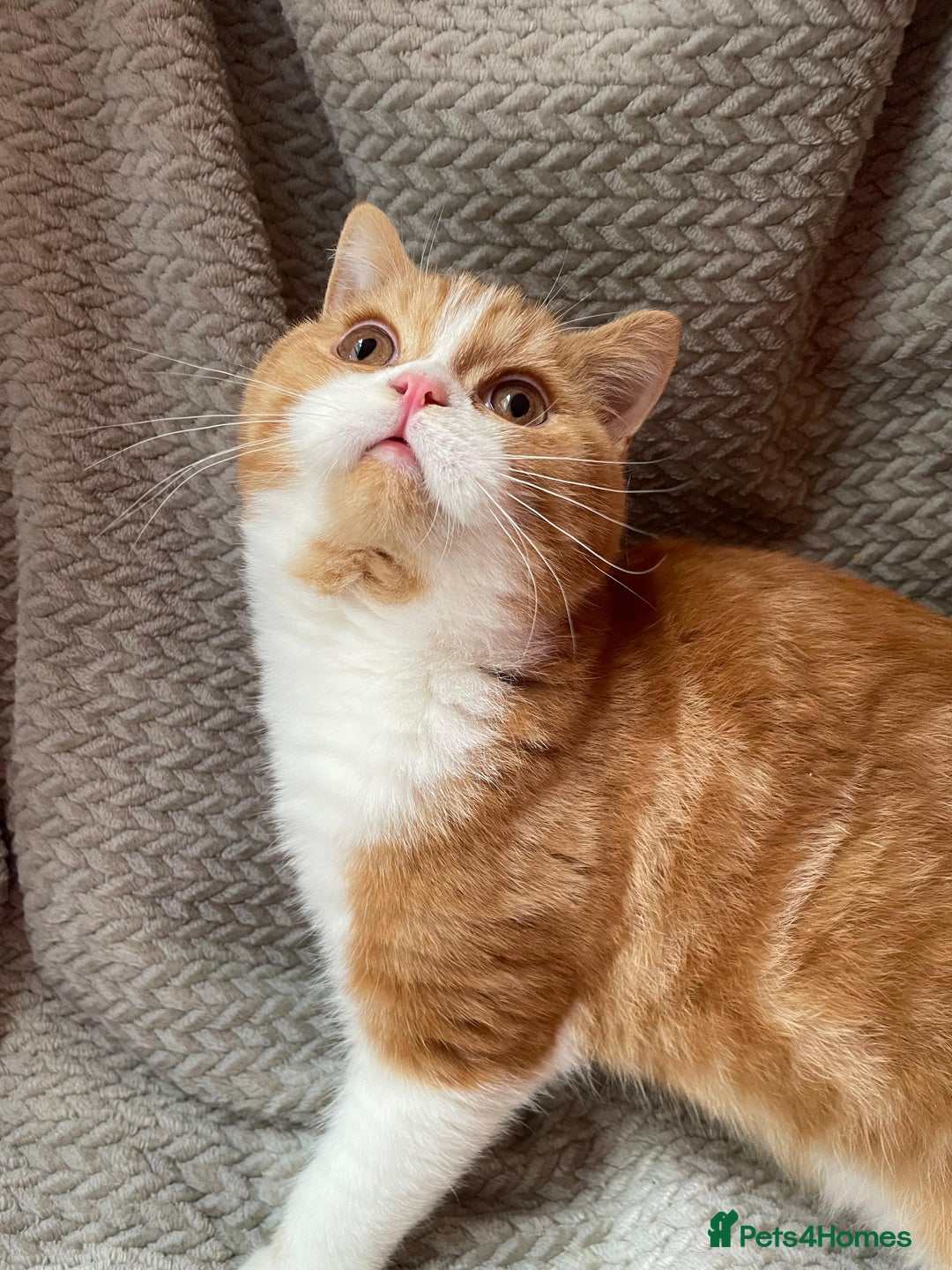 British Shorthair cats for sale: Older rare goldens n c/points 🐱   in Ashton-under-Lyne - Advert 2