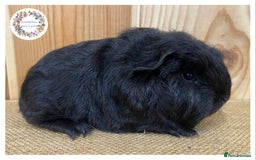 Guinea Pig rodents for sale: Swiss Guinea Pigs - Advert 4
