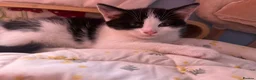 Mixed Breed cats for sale: REDUCED beautiful litter off kittens - Advert 6