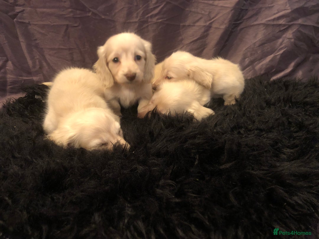 Miniature Dachshund dogs for sale: English Cream miniature dachshund  - Advert 13