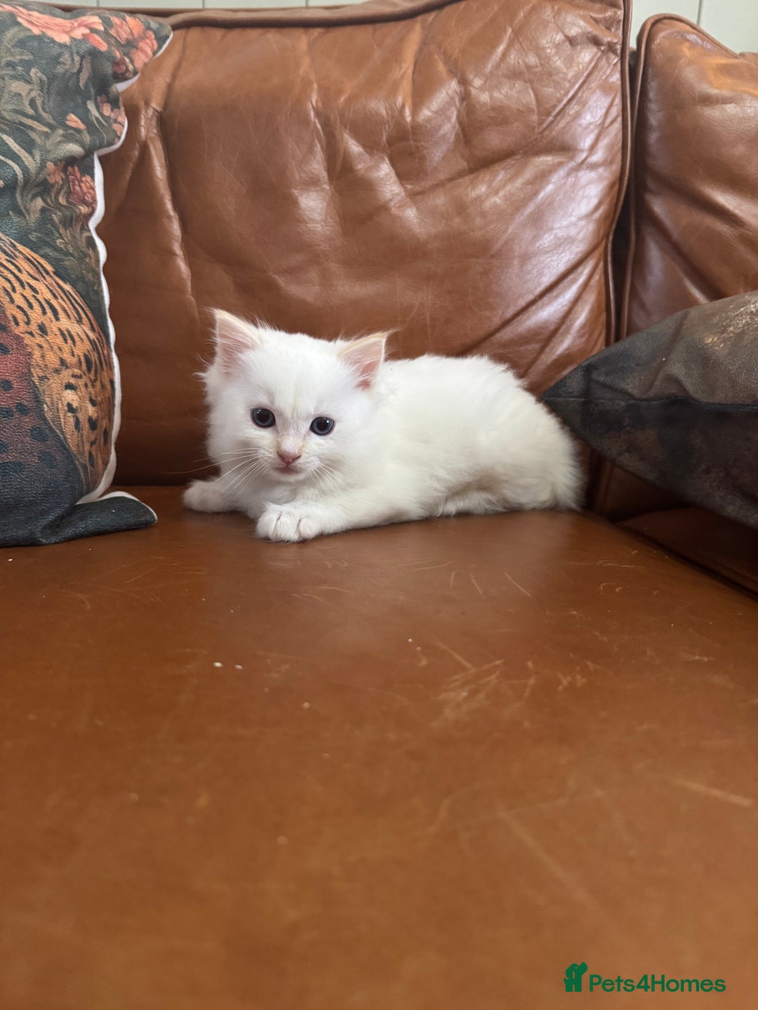 Ragdoll cats for sale: DNA tested Ragdolls - Advert 19