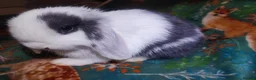 Mini Lop rabbits for sale: Baby Mini Lops - Advert 5