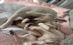 Jack Russell dogs for sale: Stunning Miniature Jack Russell Puppies!!! - Image 35