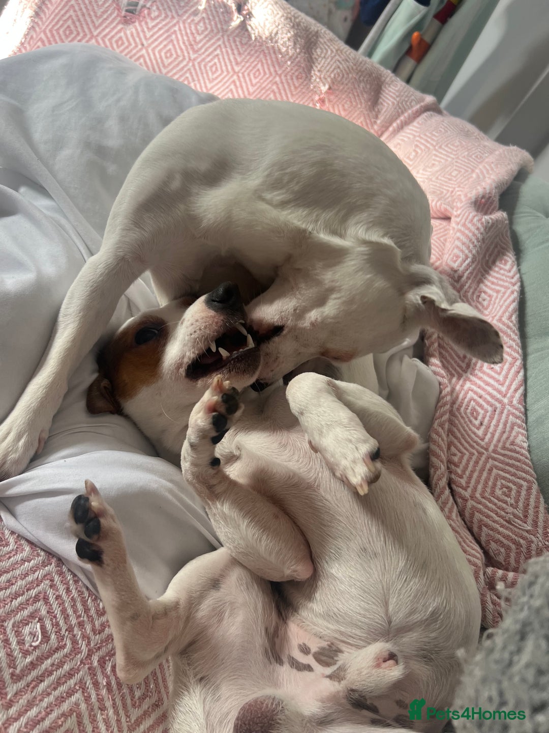 Jack Russell dogs for sale: Stunning Miniature Jack Russell Puppies!!! - Image 35