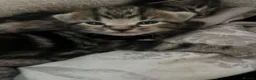 Bengal cats for sale: Tabby bengal X kittens  - Advert 4