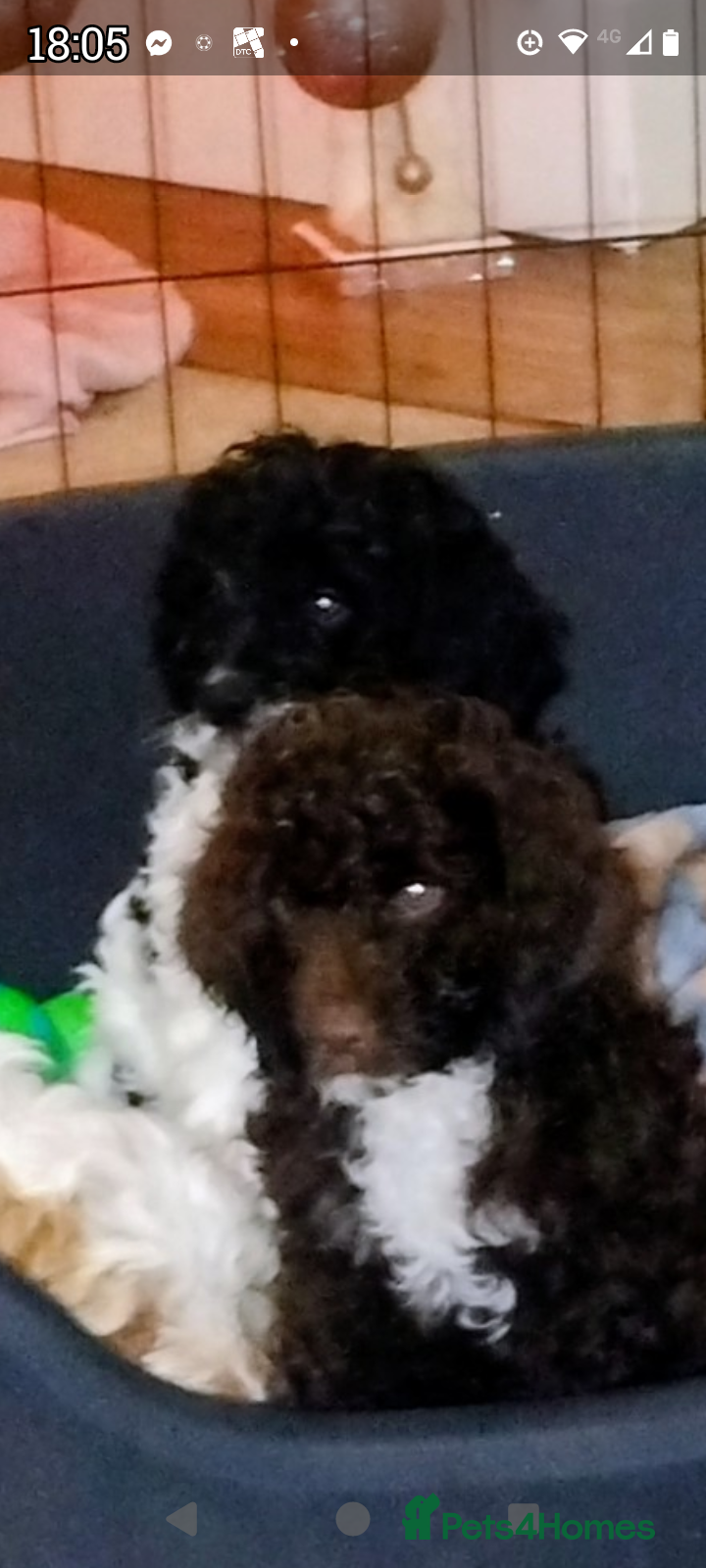 Cockapoo dogs Cockapoo puppies - Advert 18