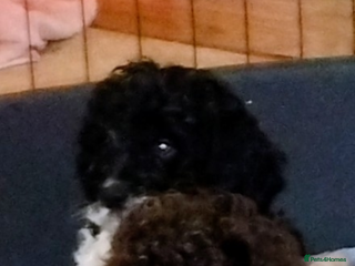 Cockapoo dogs Cockapoo puppies - Advert 18