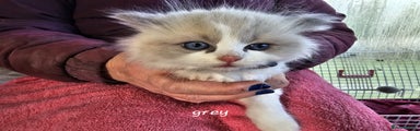 Ragdoll Kitten grey
