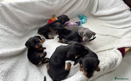 Miniature Dachshund dogs for sale: Miniature dachshund puppies - Image 1