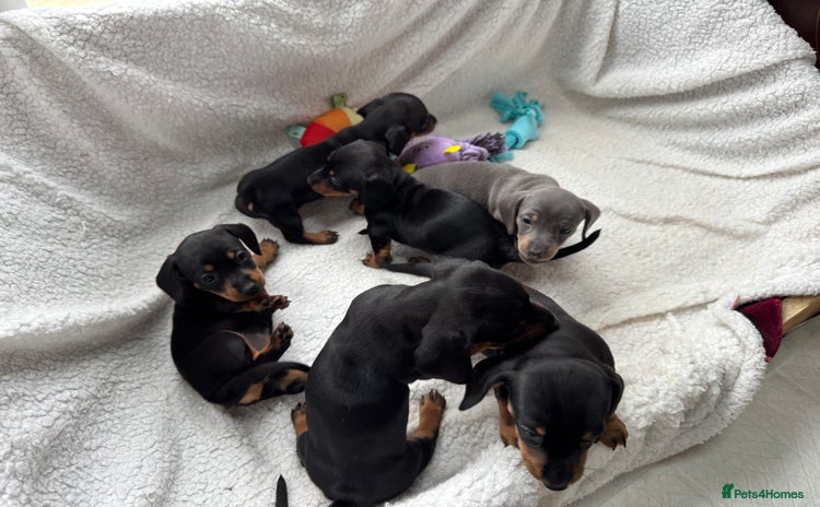 Miniature Dachshund dogs - Advert 11
