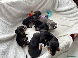 Miniature Dachshund dogs - Advert 5