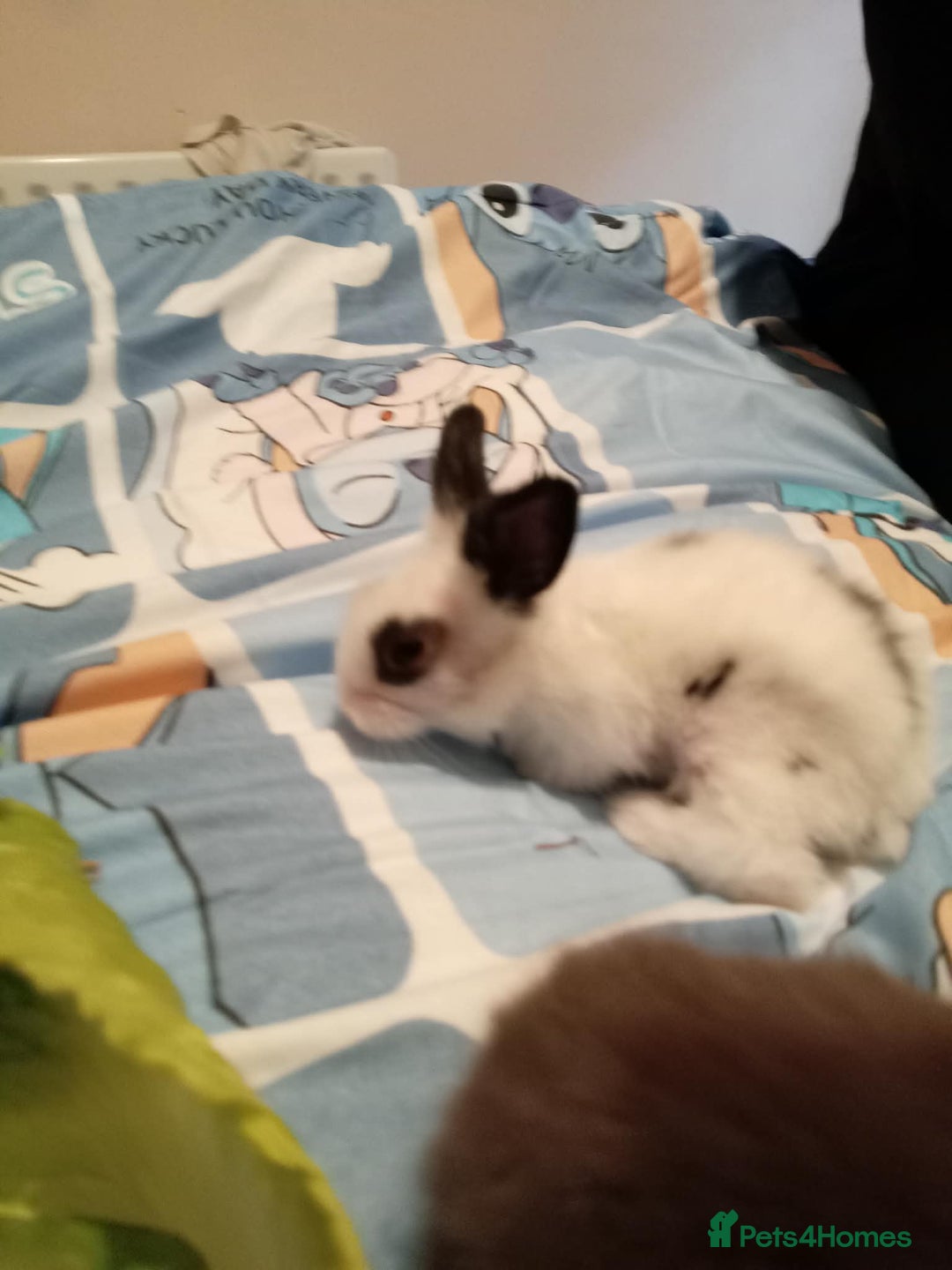 Lionhead rabbits for sale: Pedigree Lionhead Baby rabbits - Advert 10