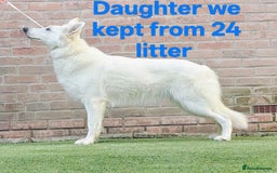 White Swiss Shepherd dogs for sale: KC Reg long-coat White Swiss Sheperd pups for sale - Image 7