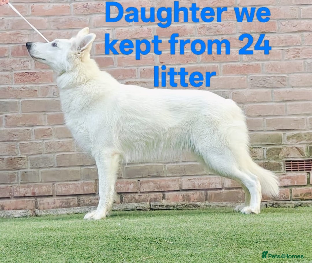 White Swiss Shepherd dogs for sale: KC Reg long-coat White Swiss Sheperd pups for sale - Image 7