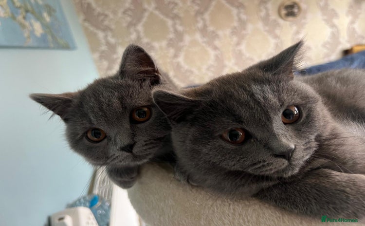 British Shorthair cats - Advert 2