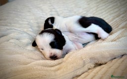 Border Collie dogs for sale: 6 Border Collie Pups For Sale **4 Boys Remaining** - Image 11