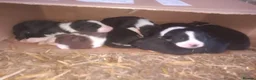 Border Collie dogs for sale: Adorable border collies looking for forever home - Advert 2