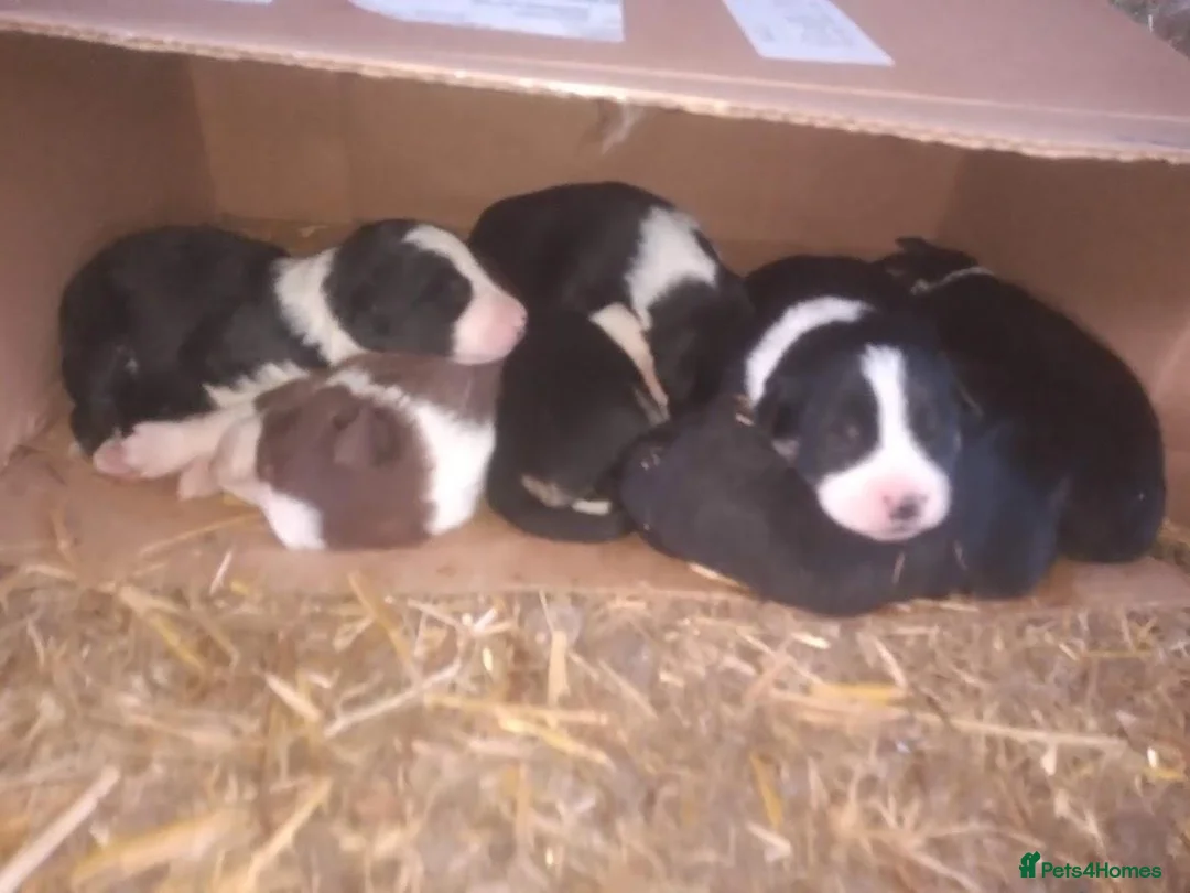 Border Collie dogs for sale: Adorable border collies looking for forever home - Advert 2