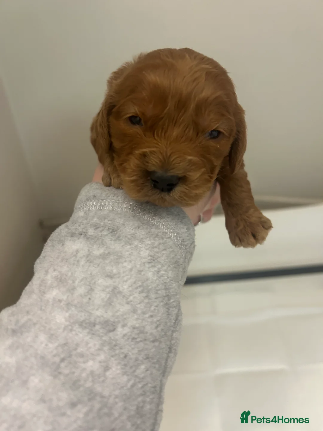 Cockapoo dogs for sale: Stunning cockapoo pups!  - Advert 13