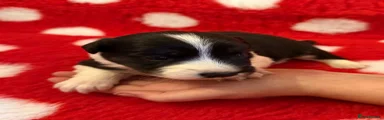 Border Collie 3