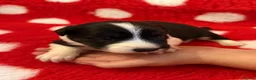 Border Collie dogs for sale: Beautiful Border Collie pups.  - Advert 5