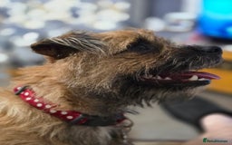 Border Terrier dogs for sale: Border Terriers  - Advert 1