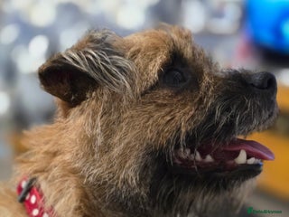 Border Terrier dogs Border Terriers - Advert 4