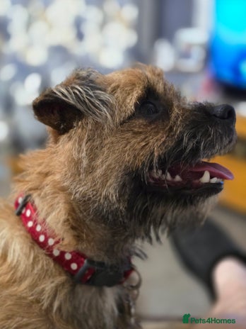 Border Terrier dogs Border Terriers - Advert 1