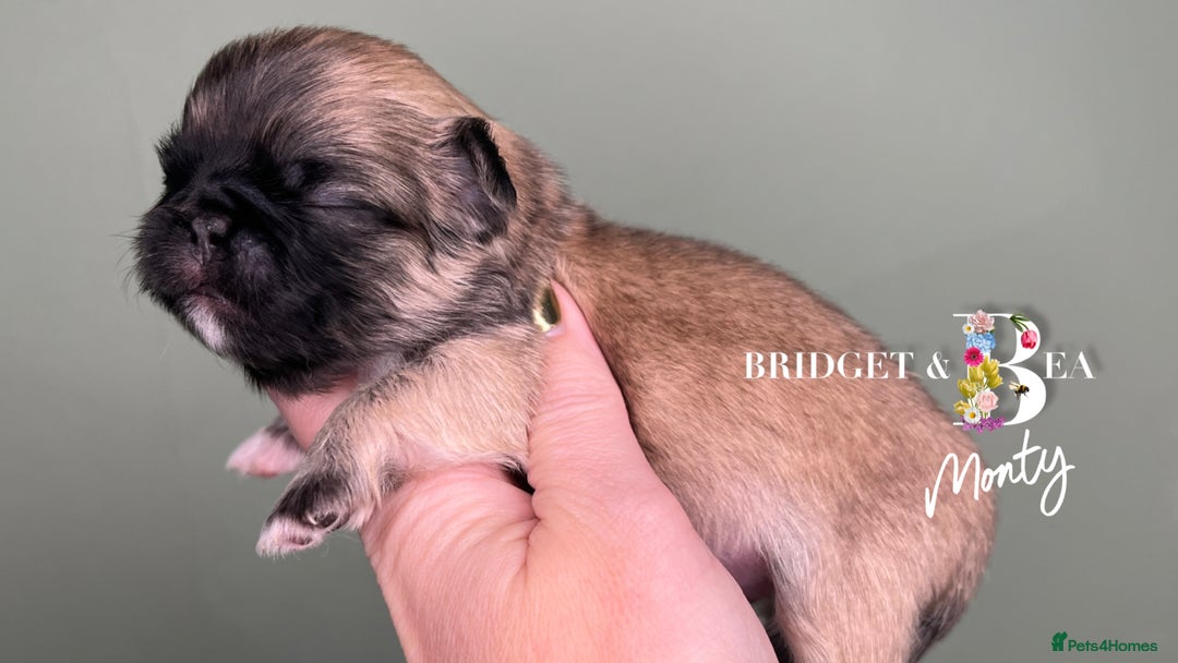 Pekingese dogs for sale: 🩷QUALITY BOYS & GIRLS🩵 - Advert 14