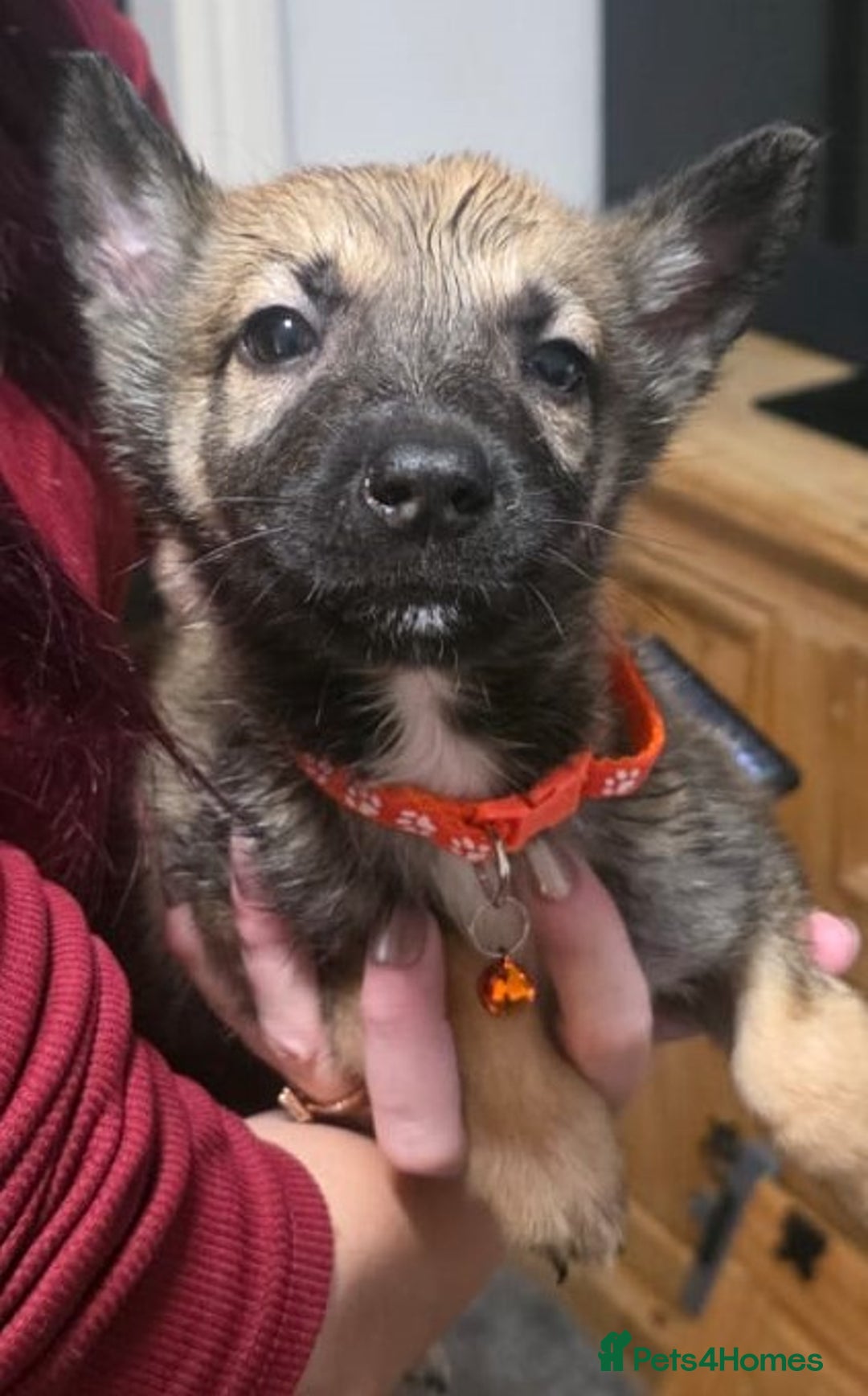 Belgian Shepherd Dog dogs for sale: Stunning Belusky Puppies! Ready Now! - Advert 10