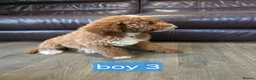 Labradoodle dogs for sale: Adorable F1B Miniature Labradoodle Pups 🐾🩷 - Advert 22