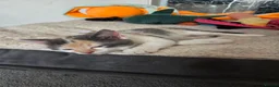 Mixed Breed cats for sale: 5 gorgeous kittens for sale - Advert 6