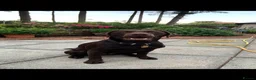 Labrador Retriever dogs for sale: 🐾 KC REGISTERED LABRADOR PUPPIES FOR SALE 🐾 - Advert 11